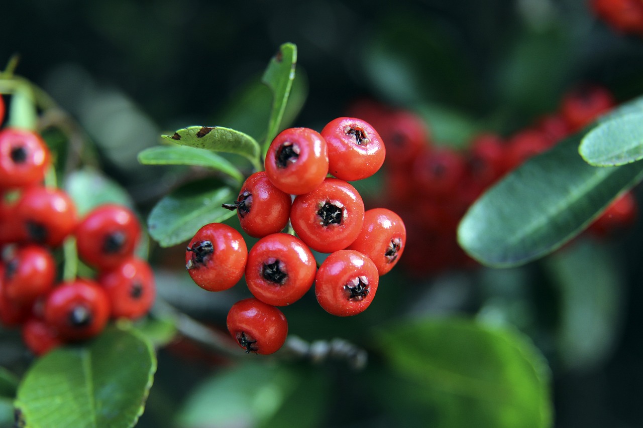 贝林厄所具 贝林厄所具