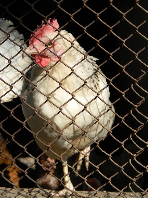 使得球隊的 使得球隊的